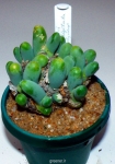 cacti succulent aloe seed